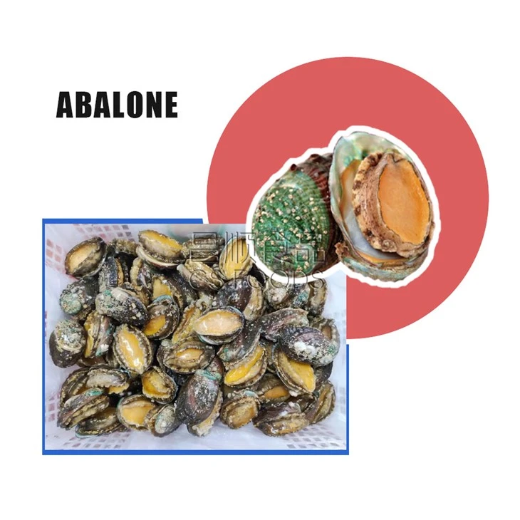 Whole Round Frozen Abalone